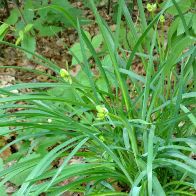 plant image 423425 plant image 423425
