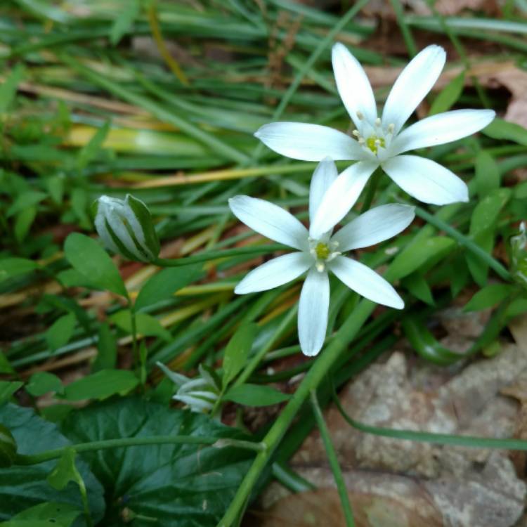 plant image 423431