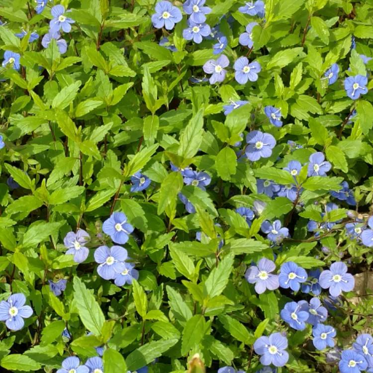 plant image 426679 plant image 426679