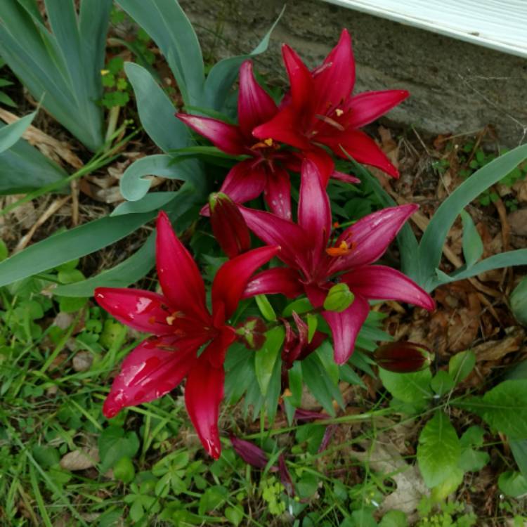 plant image 438339 plant image 438339