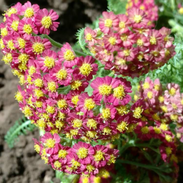 Plant image Achillea millefolium 'Paprika'