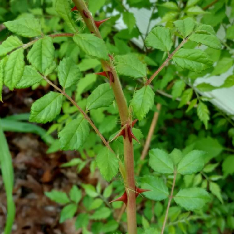 plant image 447635