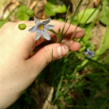 Sisyrinchium montanum
