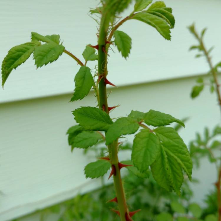 plant image 451623