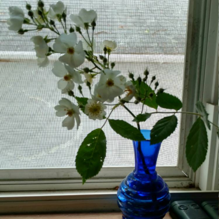 plant image 451627