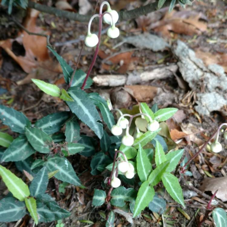 plant image 462575 plant image 462575