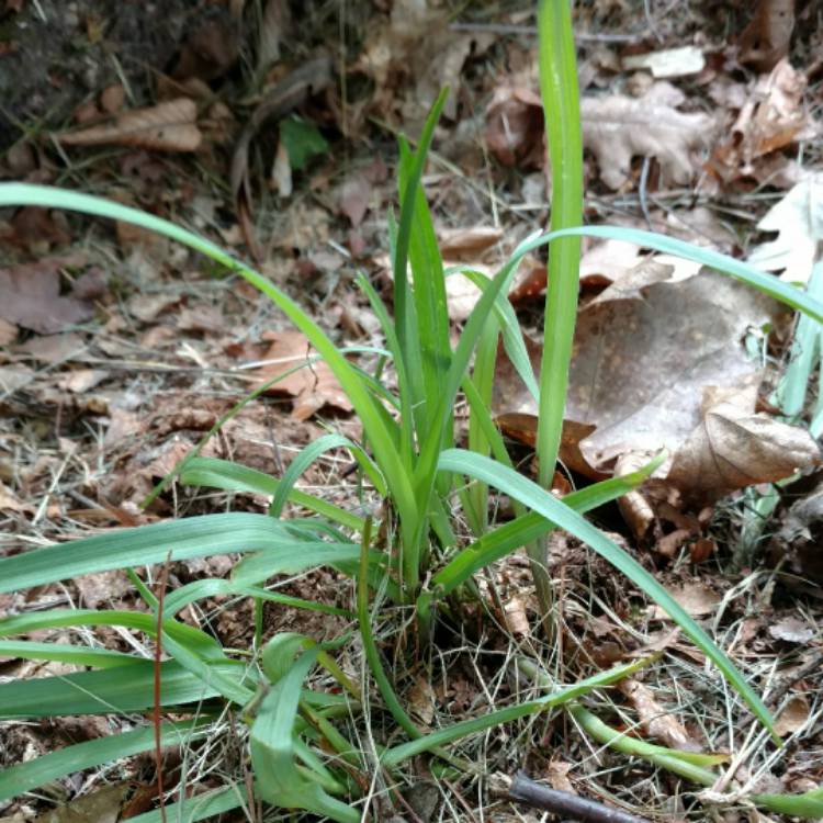 plant image 470442