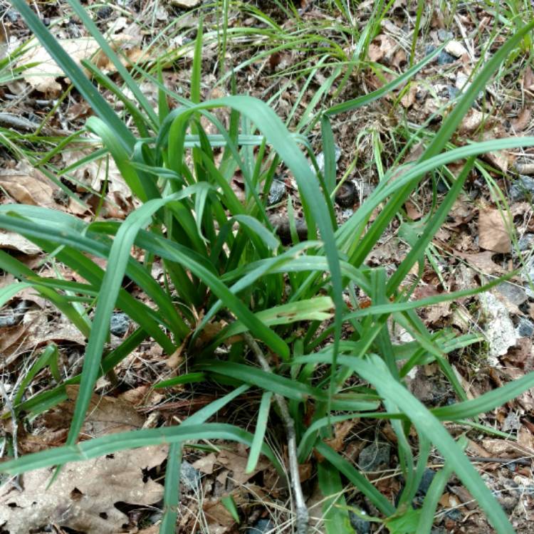 Plant image Tradescantia 'Outdoor plants'