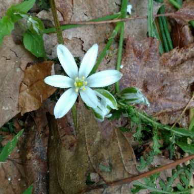 Ornithogalum umbellatum