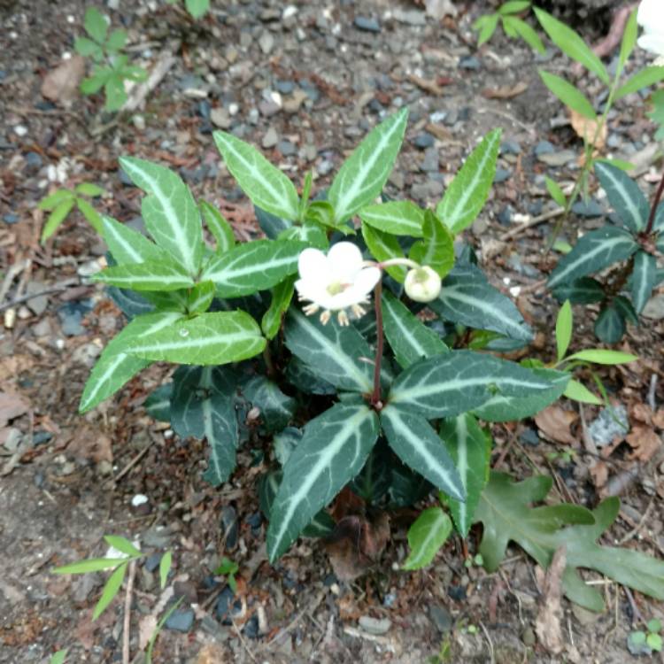 plant image 476995 plant image 476995