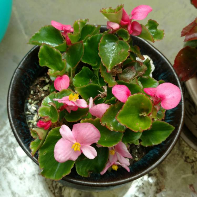plant image 479473