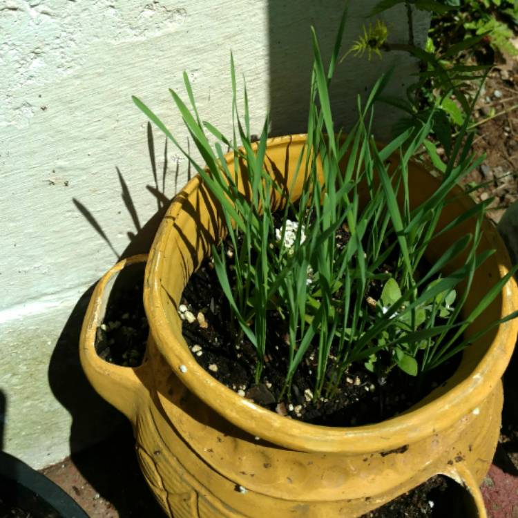 Plant image Avena Sativa