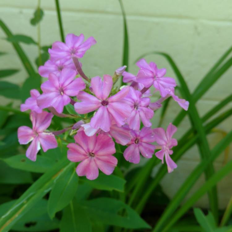 plant image 488199 plant image 488199