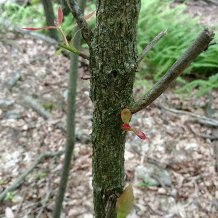 plant image 533017