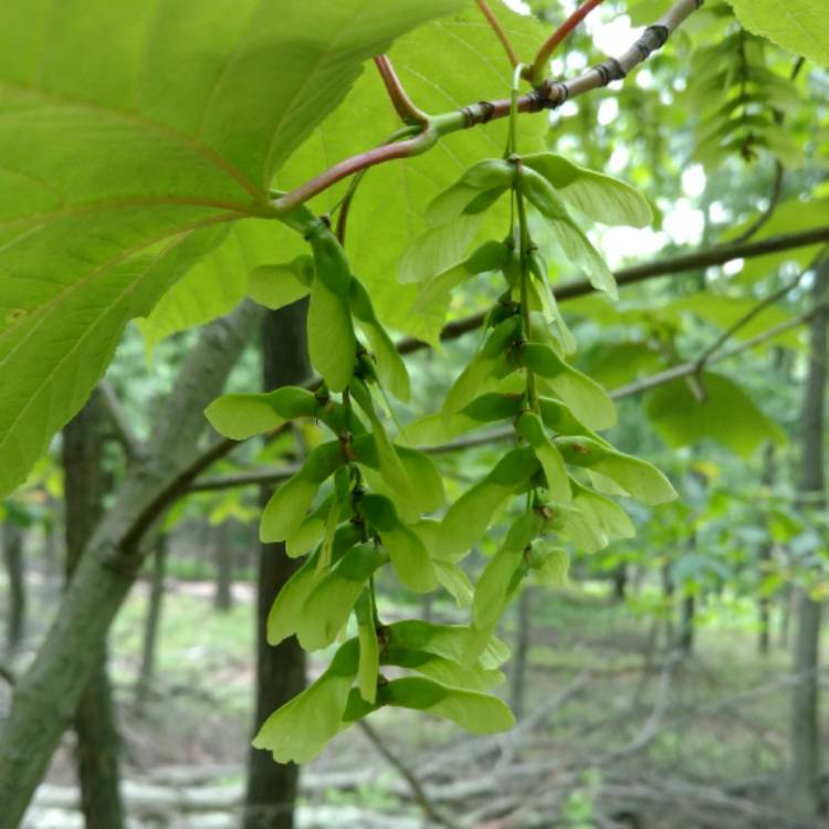 Plant image Acer