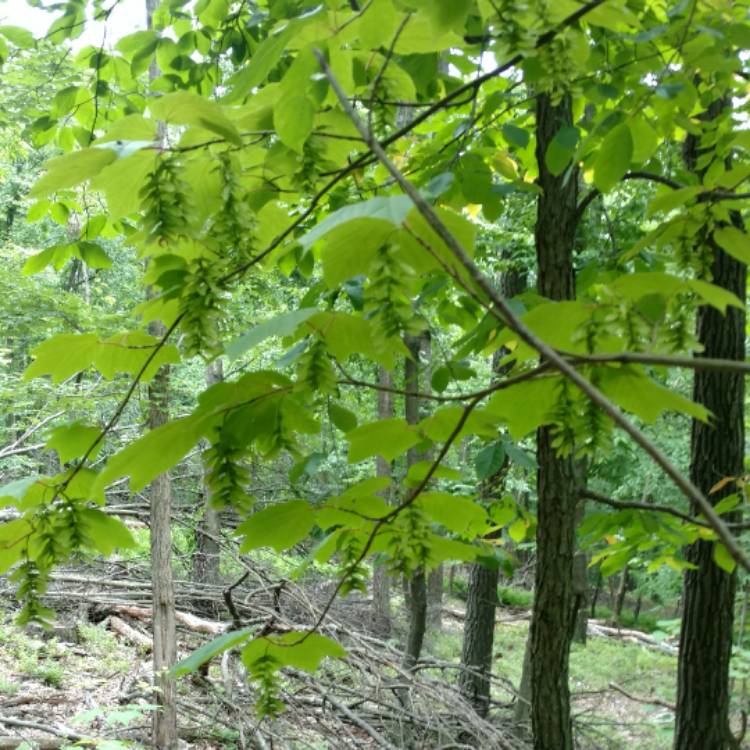 plant image 533755