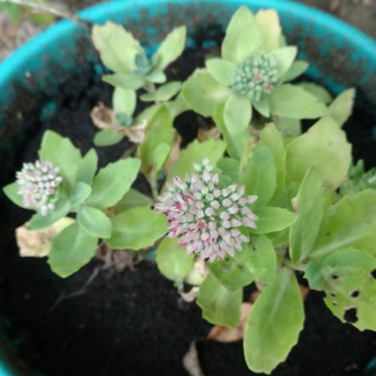 plant image 540188