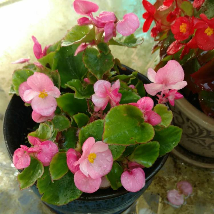 plant image 540195