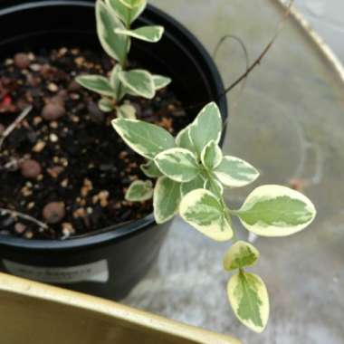 Vinca herbacea