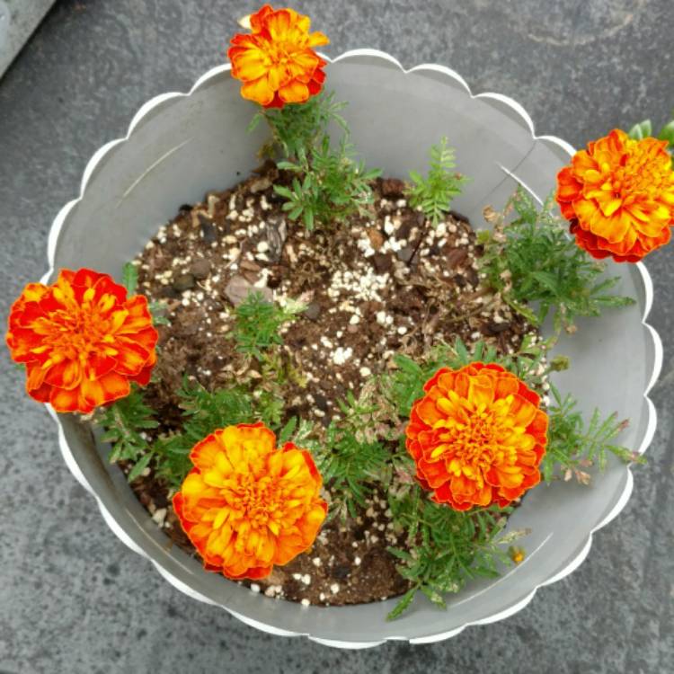 plant image 546616