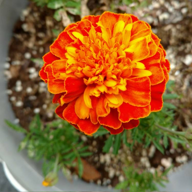 plant image 546619