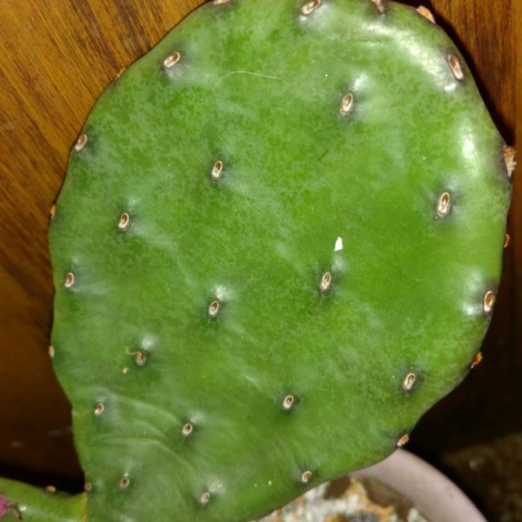 plant image 657309