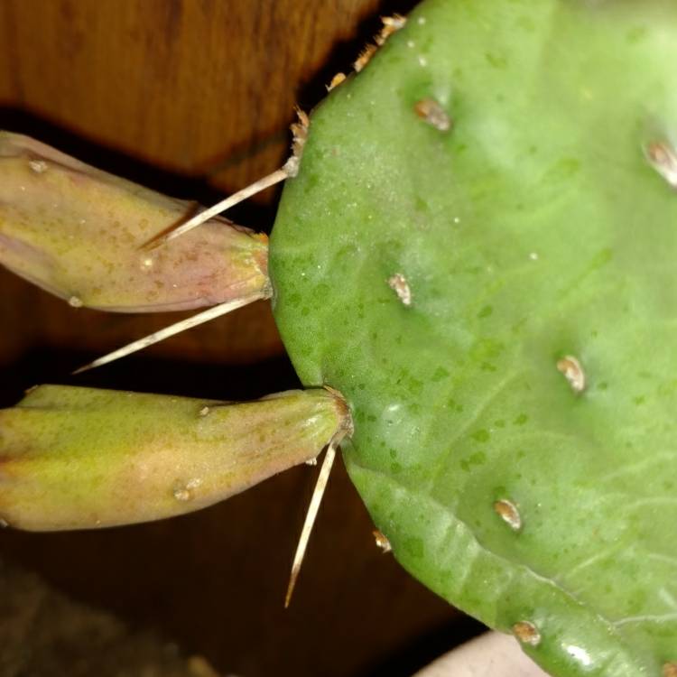 plant image 657313