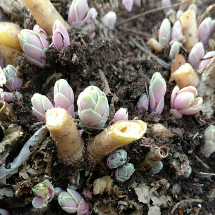 plant image 657352