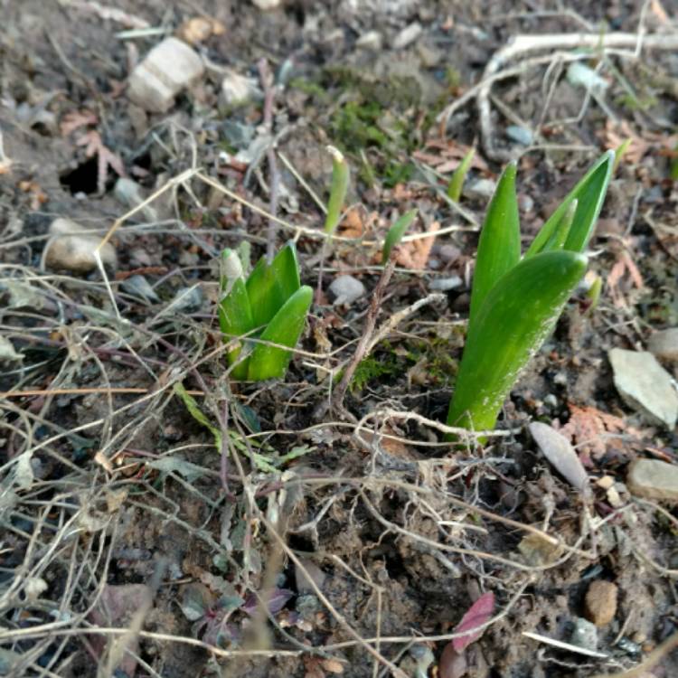 plant image 657355 plant image 657355