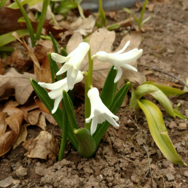 plant image 665873 plant image 665873