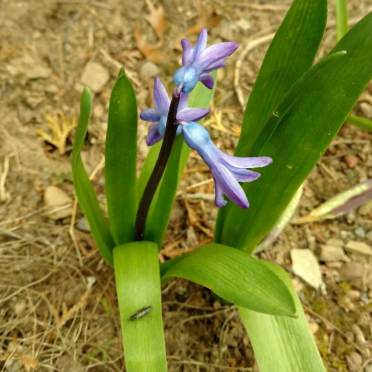 plant image 665889 plant image 665889