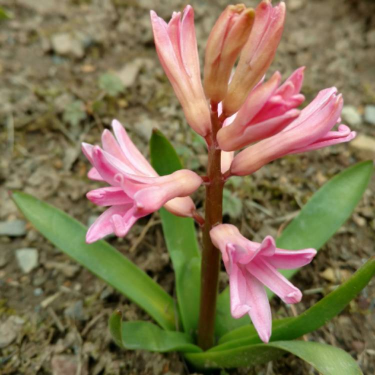 plant image 665892 plant image 665892