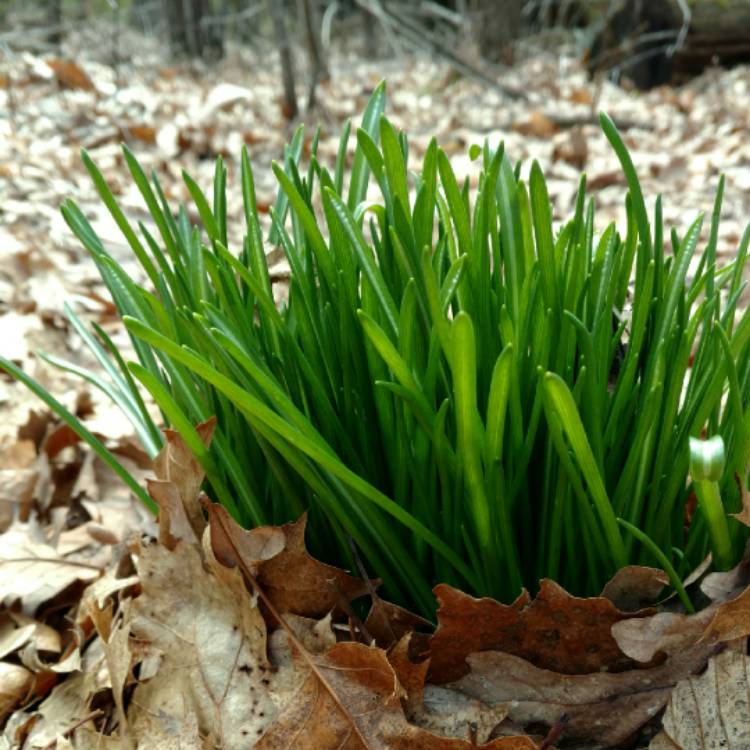 plant image 667330