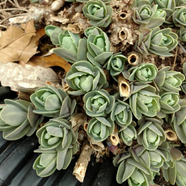 plant image 667333