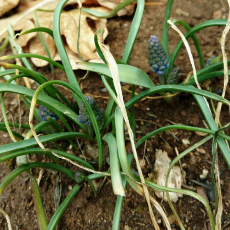 plant image 667334 plant image 667334