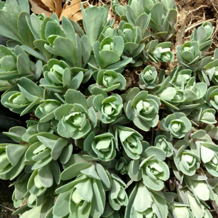 plant image 668548