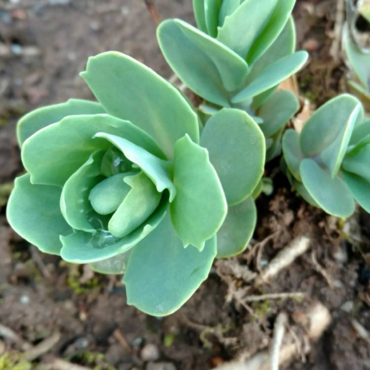 plant image 668565