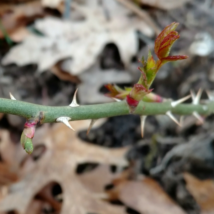 plant image 668590 plant image 668590
