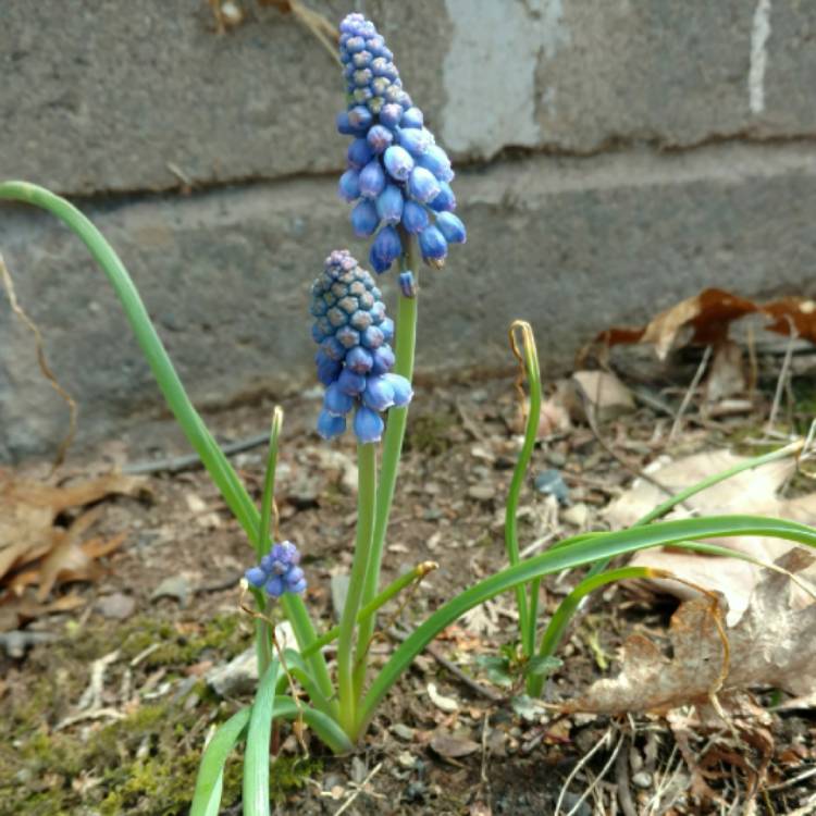 plant image 668761 plant image 668761