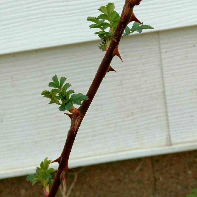 plant image 671069