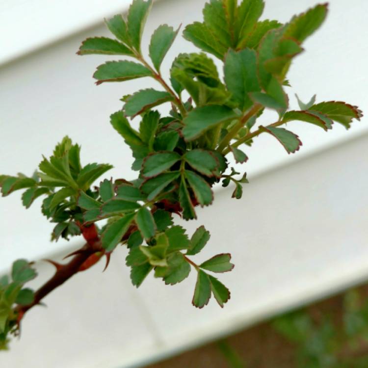 plant image 671070