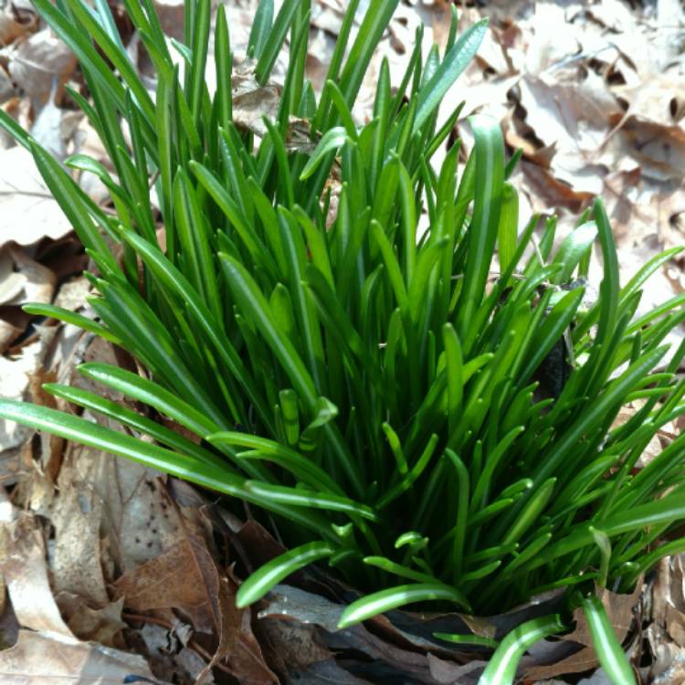 plant image 671071