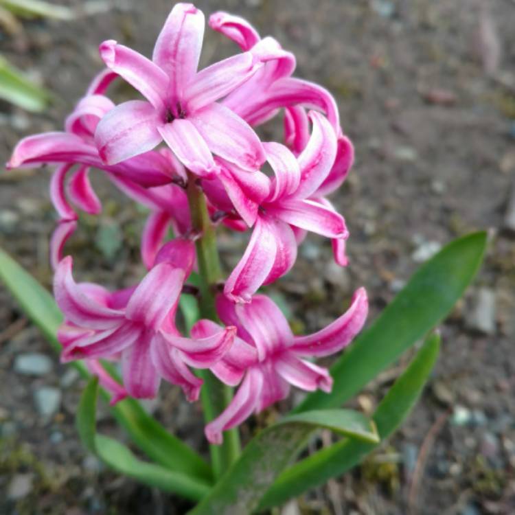 plant image 671090 plant image 671090