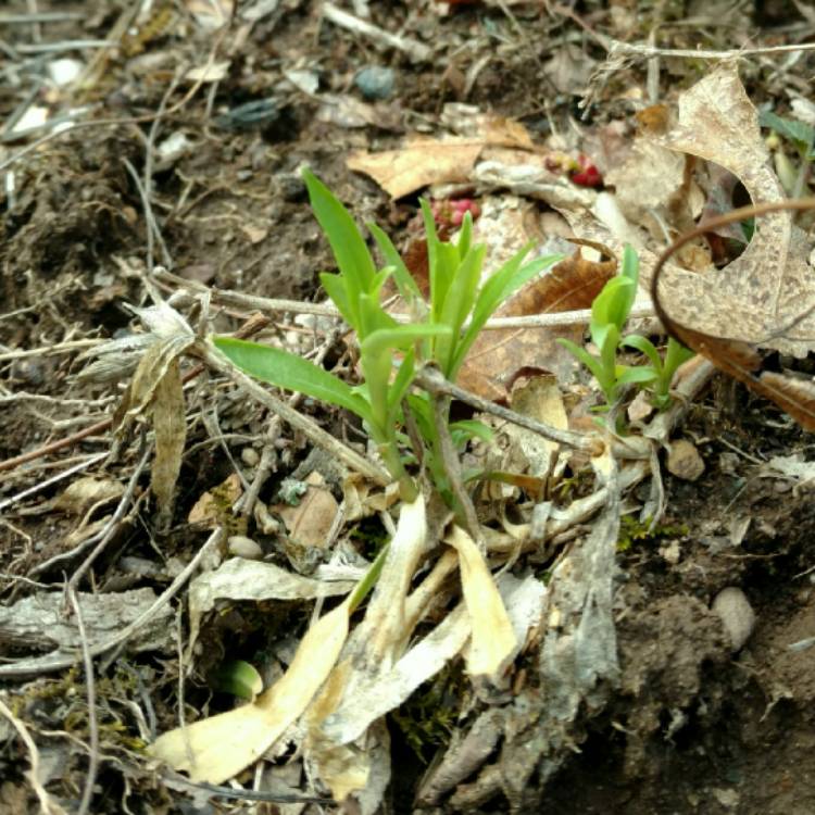 plant image 736269