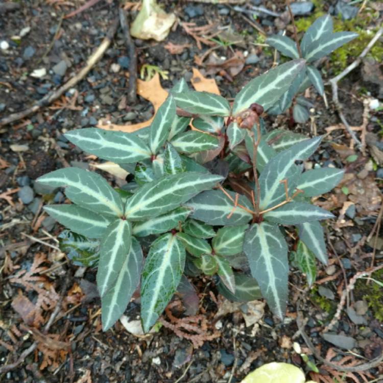 plant image 736307 plant image 736307