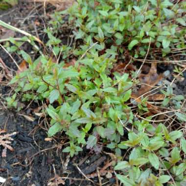 Speedwell 'Georgia Blue'