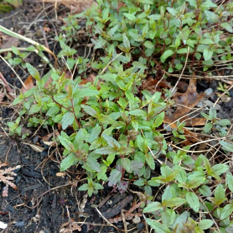 plant image 770022 plant image 770022