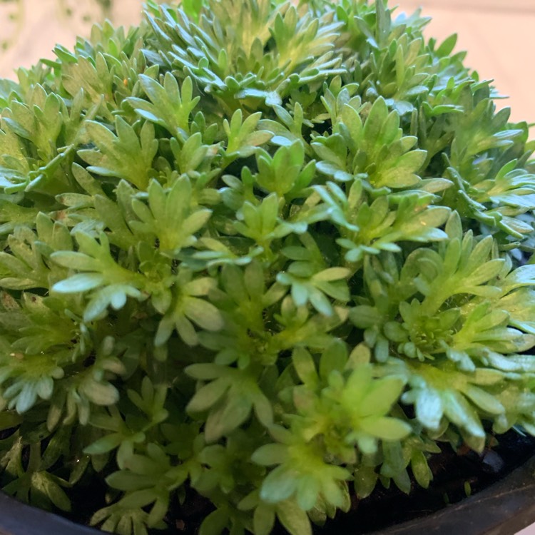 plant image 1088613