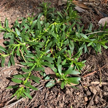Myoporum Parvifolium