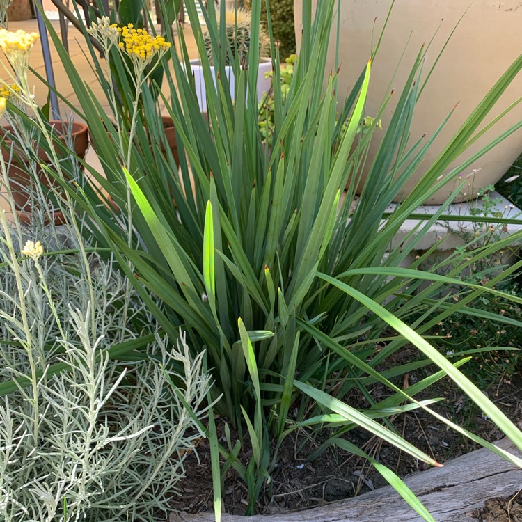 plant image 1209173